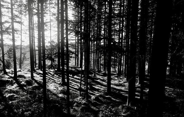 Skog med høye, tynne trestammer i motlys. Svart-hvitt.